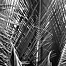 another_bunch_of_palm_fronds