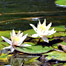 water_lilies
