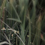 among_the_grasses