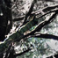 forest_angles
