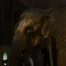 elephant_either_end